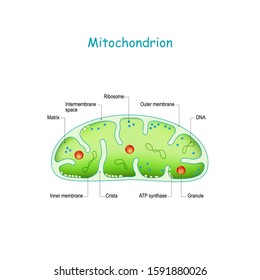 Mitochondrion anatomy. Structure, components and organelles. cross-section of mitochondria. vector diagram for science, biology, education and medical use.