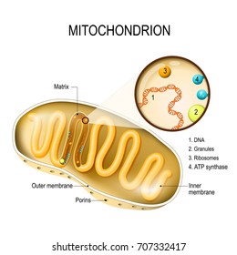 Mitochondrion. Cross-section And Structure Mitochondrion Organelle. Vector Diagram