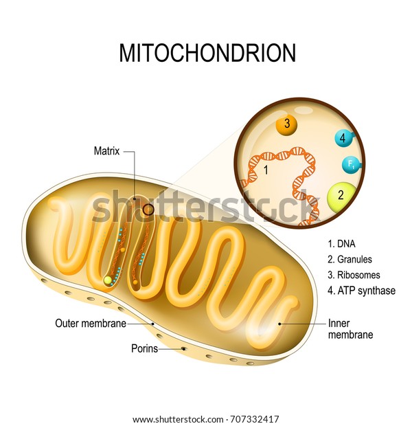 Mitochondrion. cross-section and structure\
mitochondrion organelle. vector\
diagram