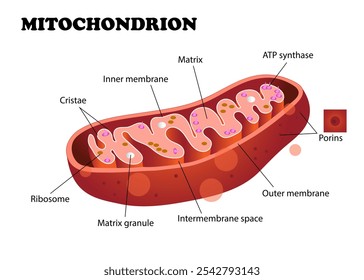 A mitocôndria é uma organela encontrada nas células da maioria dos eucariotas, como animais, plantas e fungos. Ilustração vetorial