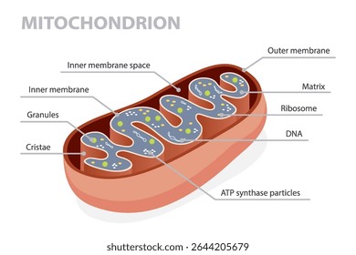 Mitochondrion (Mitochondria) structure with a detailed cross-section, showcasing its essential components and intricate design. Flat isometric vector illustration.