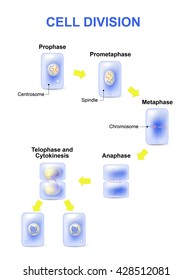 Mitosis