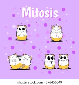 the mitosis