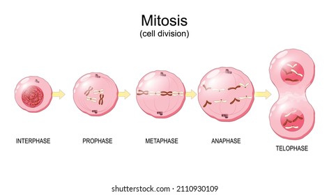 Mitosis. Cell division. chromosomes in a cell nucleus. Vector illustration