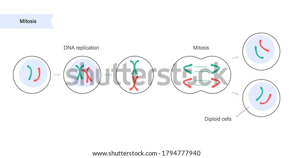 Mitosis Cell Division Diploid Animal Cells Stock Vector (Royalty Free ...