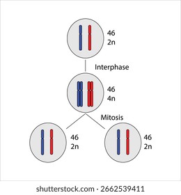 Proceso de división celular de mitosis	Diagrama