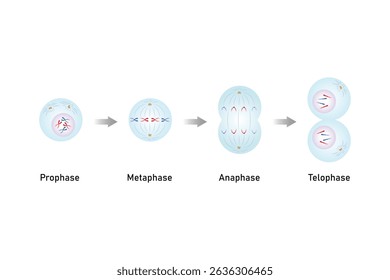 Mitosis, Cell Division Science Design. Vector Illustration.