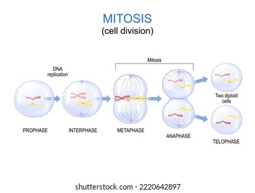 mitosis cell division. Vector diagram. Poster for education