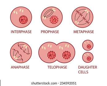 Gráfico de la división celular de la mitosis