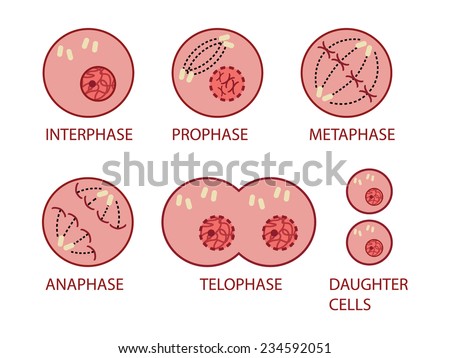 Mitosis Cell Division Vector Graphic