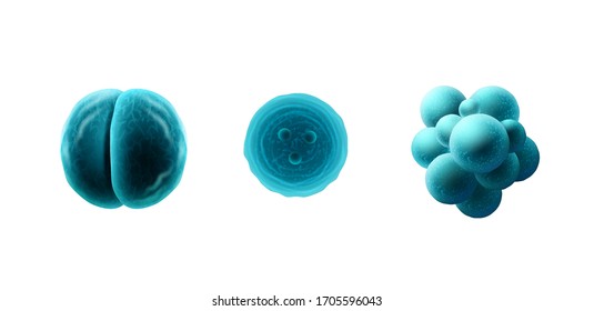 Mitosis, coronavirus, staphylococcus vector illustration on isolated white background. Microscope virus close up.