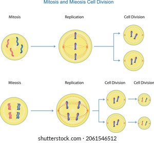 Mitosis Meiosis Cell Division Process Cell Stock Vector (Royalty Free ...