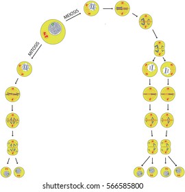 mitosis and meiosis similarities