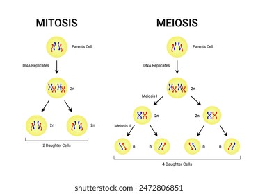 Mitose- und Meiose-Division in Zellen