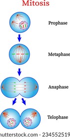  Mitosis phase diagram . Prophase, Metaphase, Anaphase and Telophase.Cell division.Vector illustration