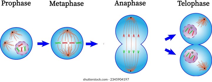  Mitosephasen-Diagramm. Prophase, Metaphase, Anaphase und Telophase.Cell Division.Vektorgrafik