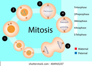 Mitosis Chart
