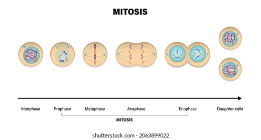 Mitosis Phases. Prophase, Metaphase, Anaphase, And Telophase. 