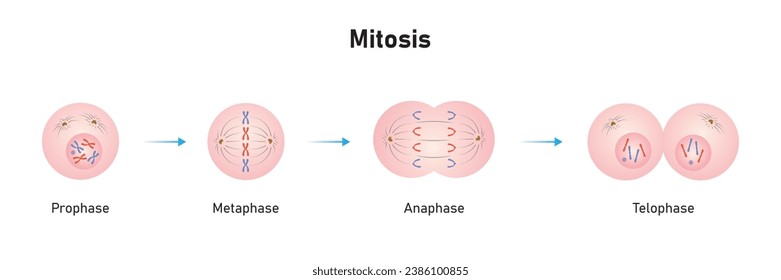 Mitosis Phases Scientific Design. Vector Illustration.
