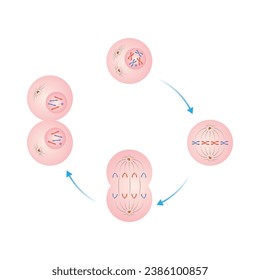 Diseño científico de fases de mitosis. Ilustración vectorial.