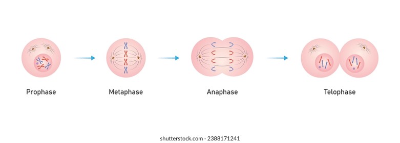Diseño científico de fases de mitosis. Ilustración vectorial.