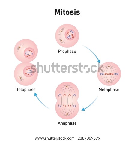 Mitosis Phases Scientific Design. Vector Illustration.