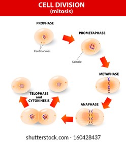 Mitosis is the process by which our bodies replace cells. Daughter cells have identical chromosomes to parent cell, genetic material remains constant. steps  cell division. Vector diagram