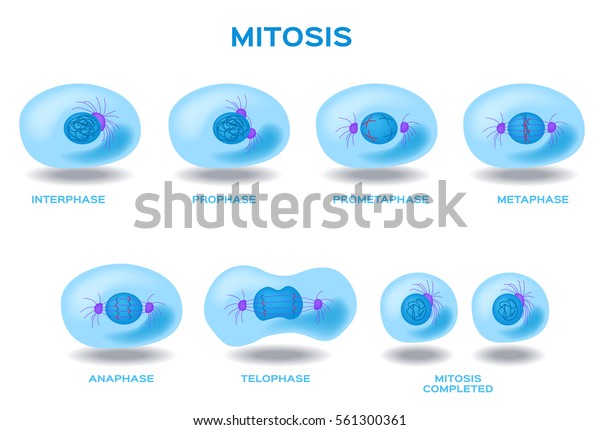 Mitosis Process Cell Division Multiplication Vector Stock Vector Royalty Free 561300361 4934