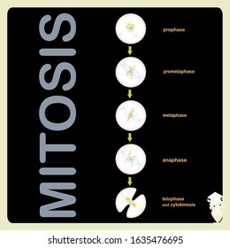 Mitosis scheme cell cycle division. Object isolated for education, for medical art object stock vector illustration