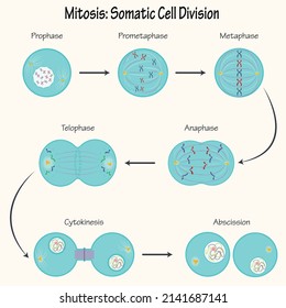 Mitosis: Somatic Cell Division Infograph svg