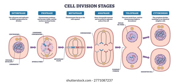 Mitosis stages brief diagram maps cell division from interphase to cytokinesis, highlighting chromosomes, spindle fibers, and daughter cells to convey the process. Outline diagram