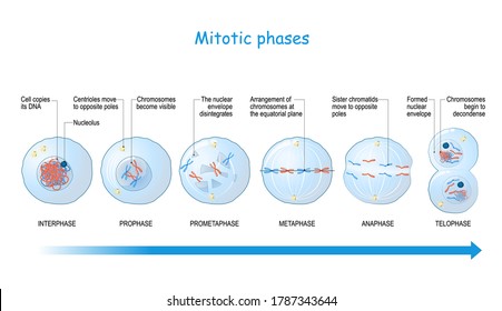 mitosis stages from Interphase, Prophase, and Prometaphase to Metaphase, Anaphase, and Telophase. cell division. Vector illustration