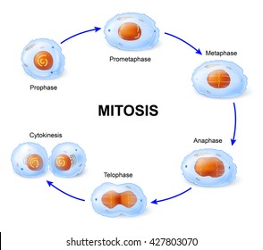 Mitosis. Vector scheme svg