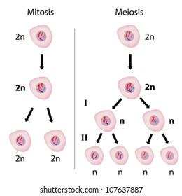 Mitosis Versus Meiosis