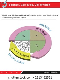 The mitotic stage, which is the subject of cell division, includes both nuclear division and cytoplasm division (turkish: Mitotik evre, çekirdek bölünmesi, sitoplazma bölünmesi)