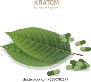 Mitragyna kratom leaf with a capsule product. Vector flat illustration icon design. Isolated on a white background. Kratom plant drug concept. Supplement organic green capsules.