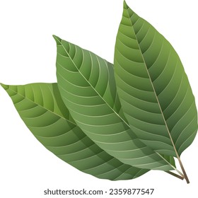 Mitragyna kratom leaf. Vector flat illustration icon design. Isolated on a white background. Kratom plant drug concept.