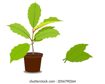 Mitragyna speciosa or kratom is a green leafy plant in the coffee family. vector