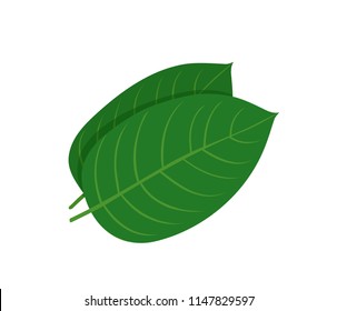 Mitragyna Speciosa, Kratom Leaf. Vector Flat Illustration Icon Design. Isolated On White Background. Kratom Plant Drug Concept