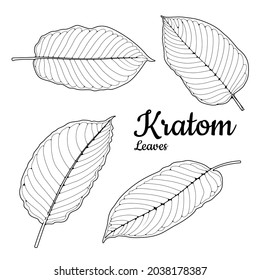 Mitragyna speciosa o kratom se deja sobre un fondo blanco, y ayuda a equilibrar las hormonas en el cuerpo. vector de ilustración de dibujo aislado en blanco negro gráfico