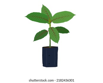 Mitragyna speciosa or Kratom on a white background.