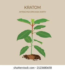 Ilustración vectorial de Mitragyna speciosa o Kratom es herbal tailandés que fomenta la salud