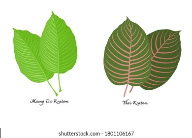 Mitragyna speciosa o Maeng Da Kratom y thai kratom hojas sobre fondo blanco