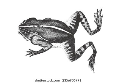 Mitred Toad (Rhinella margaritifera). Doodle sketch. Vintage vector illustration.