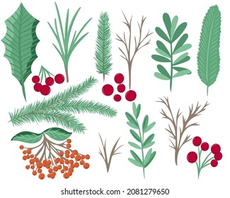 Mix of herb and plant for Christmas and New Year cards. A set of spruce branches, holly, rowan and berries for decoration. Collection of hand drawn botanical elements for design, vector illustration.
