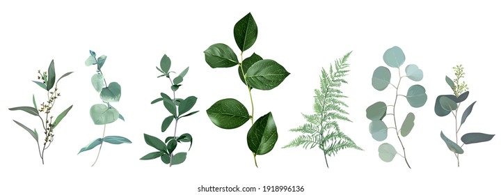 Mix of herbs and plants vector big collection. Cute rustic wedding greenery.True blue, silver dollar eucalyptus, foliage, fern, salal leaves and stems. Watercolor style set. All elements are isolated