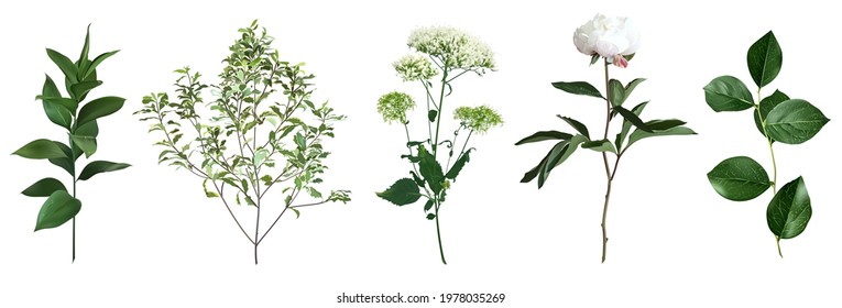 Mix of herbs and plants vector big collection. Cute rustic wedding greenery. Ruscus, Ficus benjamina, white peony flower, salal leaves and stems.Watercolor style set.Elements are isolated and editable