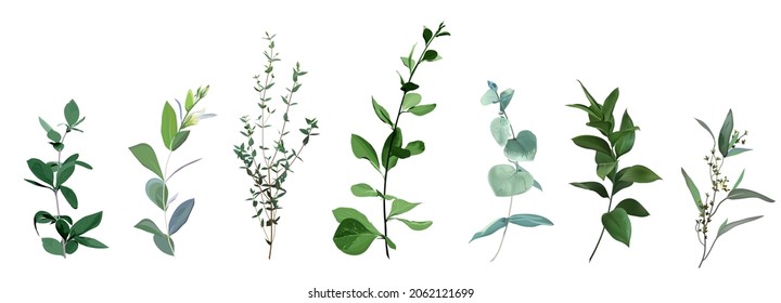 Mix of herbs and plants vector big collection. Cute rustic wedding greenery.True blue, silver dollar eucalyptus, foliage, fern, salal leaves and stems. Watercolor style set. All elements are isolated