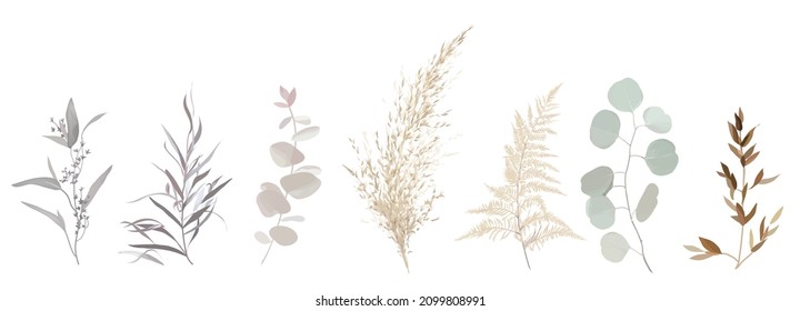 Mix of herbs and plants vector big collection. Cute rustic wedding greenery. Dried pampas grass, pale agonis, beige fern, bleached agonis, eucalyptus. Watercolor style set. All elements are isolated