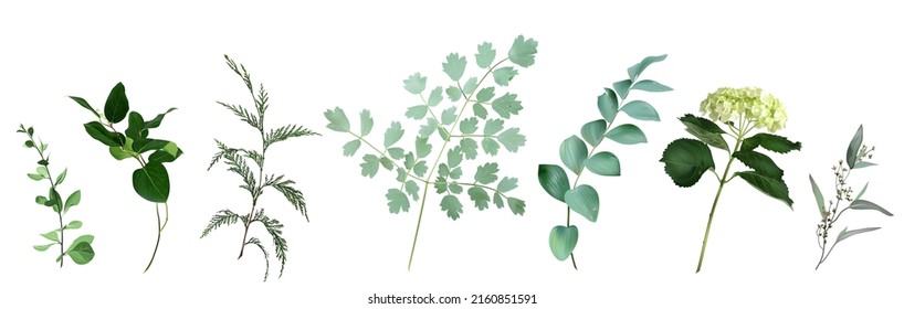 Mix of herbs and plants vector big collection. Cute rustic wedding greenery. Maidenhair fern, green hydrangea, cedar, salal leaves and stems. Watercolor style set. Elements are isolated and editable